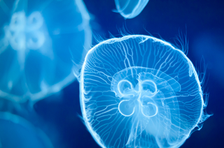 jellyfish.jpg